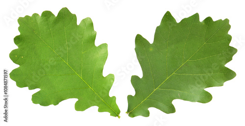 Oak leaves isolated against a white background (Quercus robur)