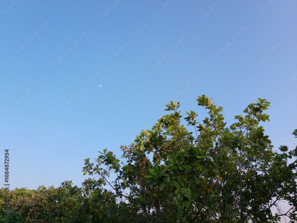 leaves and trees in the park