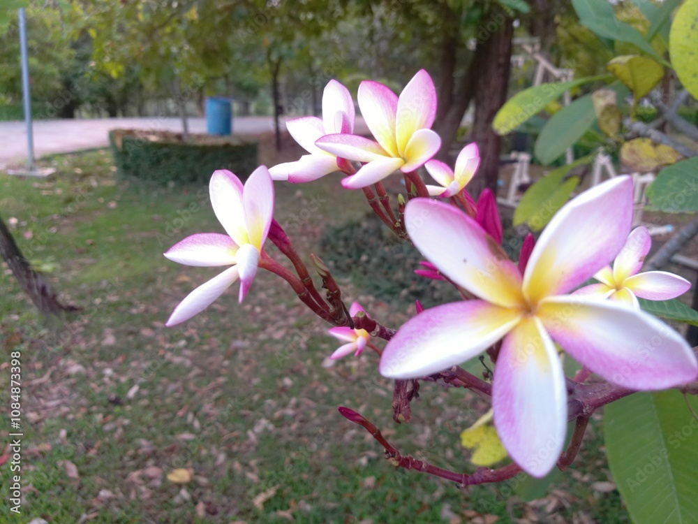 Fototapeta premium The frangipani flowers are starting to bloom.