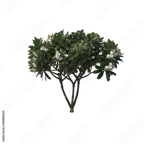 Frangipagi, kamboja, plumeria, evergreen, small tree, bush, light for daylight, easy to use, 3d render, isolated