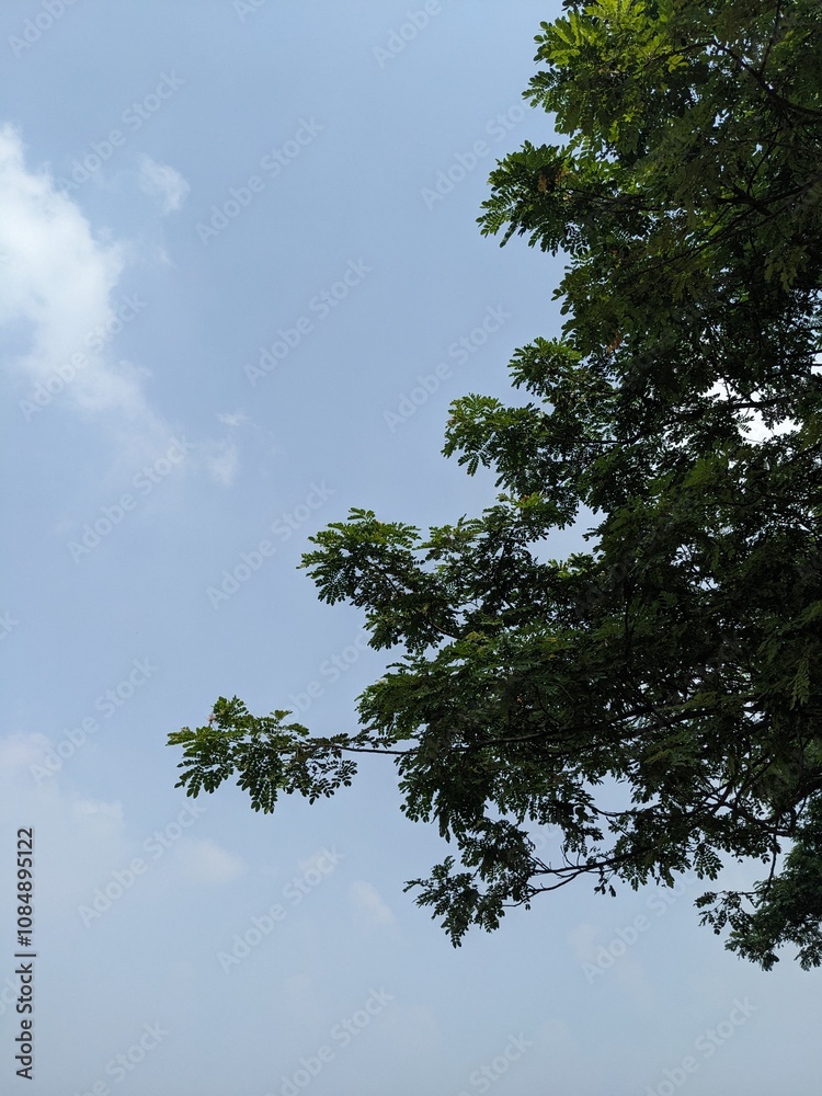 sky and tree sky and tree