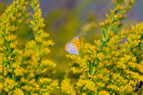 A Bronze Copper Butterfly on Feeds on Canada Goldenrod at Lake Erie Metropark, in Brownstown Charter Township, Michigan. photo