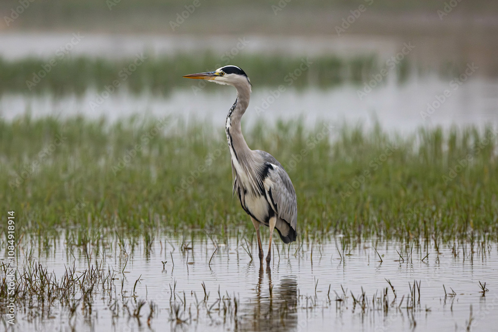 Obraz premium great blue heron ardea cinerea
