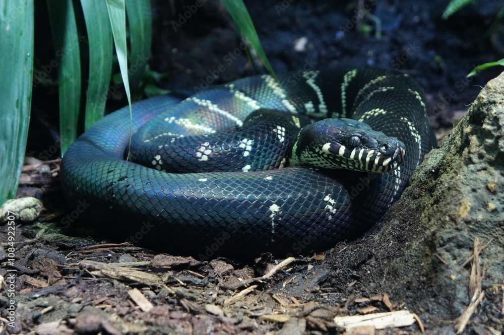 Fototapeta premium a large, black Boelen's python snake coiled on the ground. The snake has a dark, almost iridescent sheen to its scales.