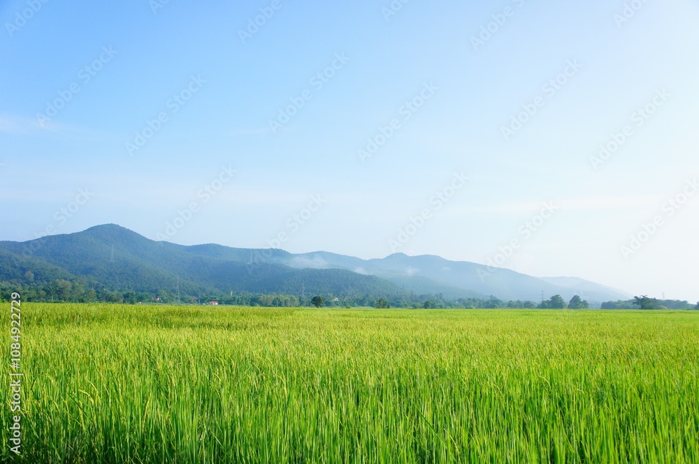 a vast expanse of lush green rice fields stretching towards a distant mountain range. a vast expanse of lush green rice fields stretching towards a distant mountain range.