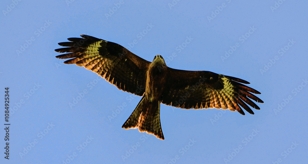 Fototapeta premium red tailed eagle