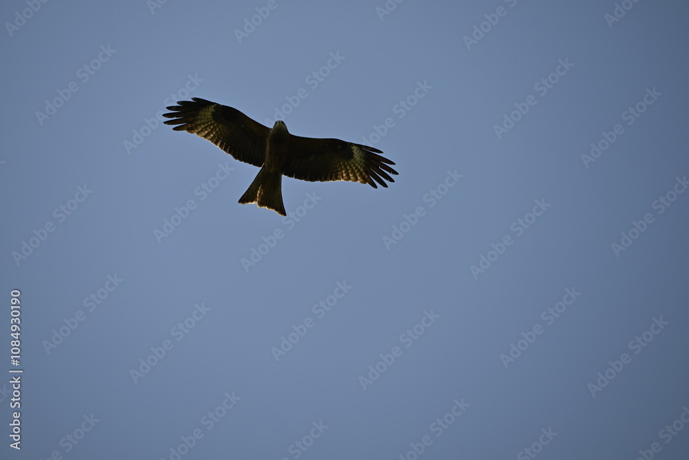 bald eagle in flight