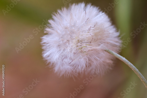 Dandelion (Taraxacum officinale) known as bitter chicory. An herb with medicinal properties. photo