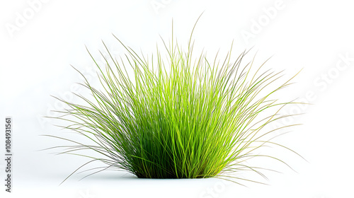 lush green grass bushes isolated on white background