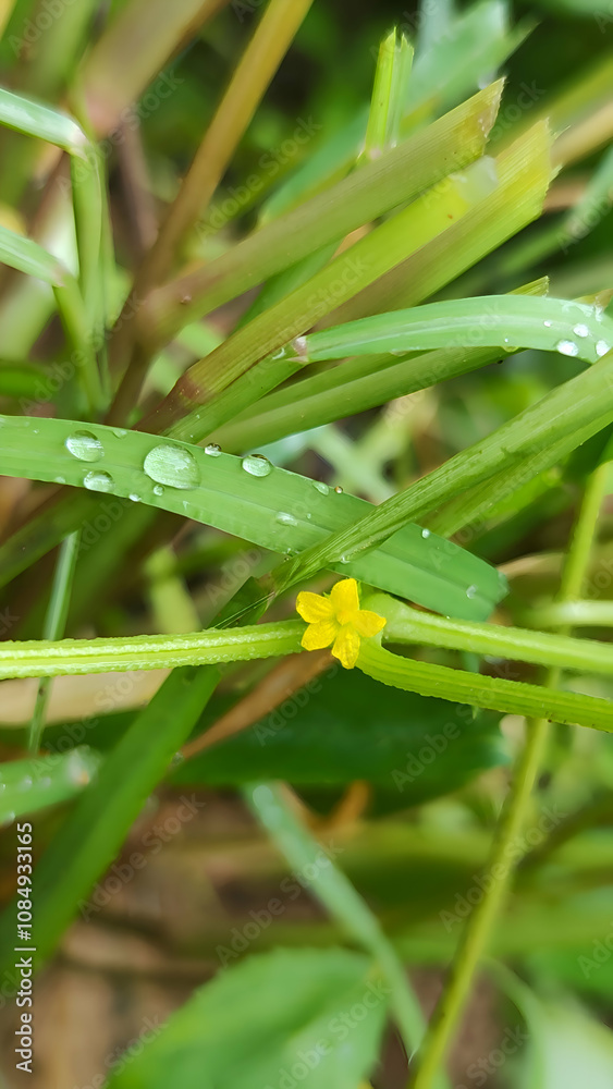 Fototapeta premium water droplet on the leaf with yellow flower beside