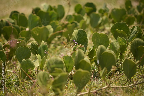 Restinga vegetation over grass on a beach in Rio de Janeiro. Type of vegetation found on wild or little-visited beaches. photo