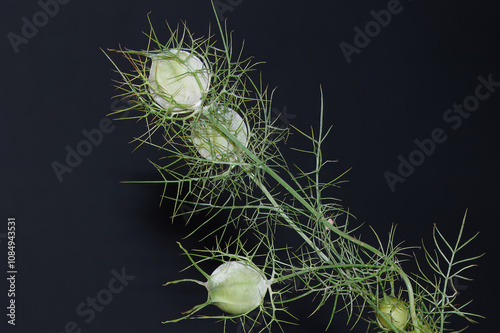 Nigella damascena,  comummente conhecida como dama-entre-verdes ou dedo de dama. Planta com uma especie de bola com filamentos verdes em volta, com um fundo neutro. photo