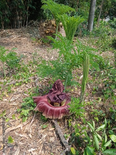 photo of suweg (Morphophallus paeoniifolius) plant flowers blooming in rice fields on the eve of the rainy season in Java, Indonesia
 photo