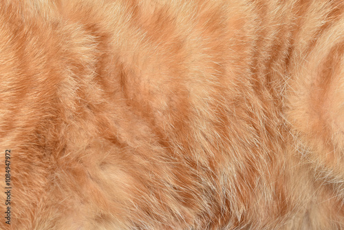 Beautiful abstract full frame orange cat fur texture background.