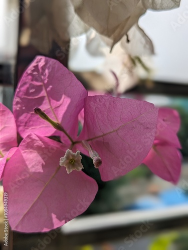 Pink baganbilash flower  photo