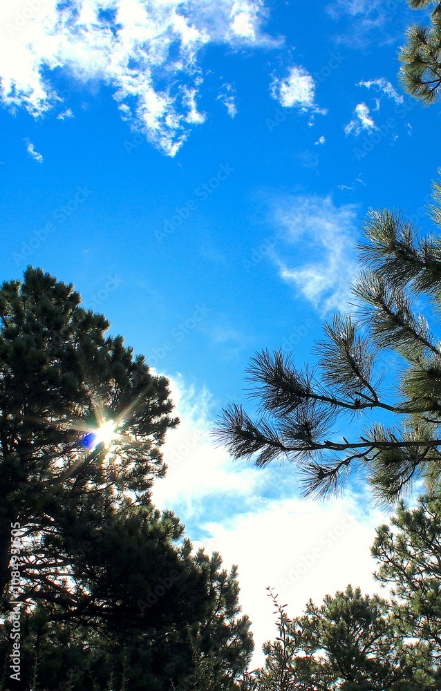 Obraz premium sunrise over the forest