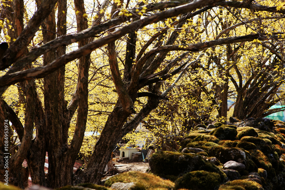 Fototapeta premium 봄 꽃 구례 산수유 꽃