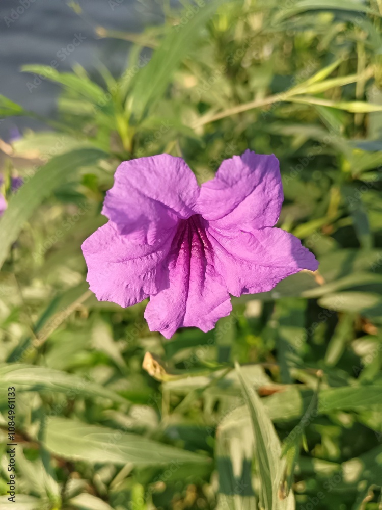pink flower in the garden pink flower in the garden