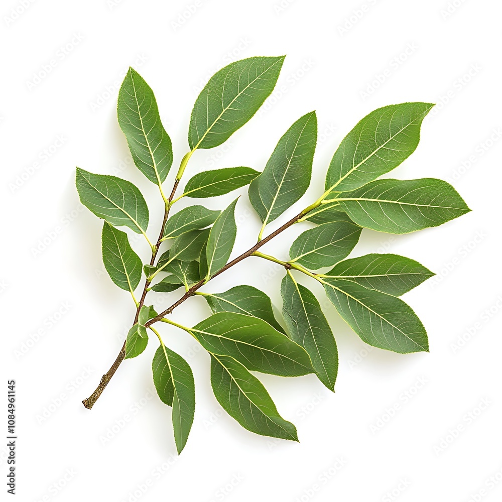 Fraxinus excelsior isolated on a white background, close up Fraxinus excelsior isolated on a white background, close up
