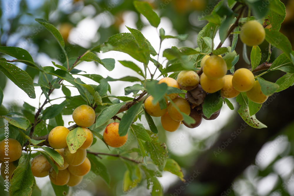 Les mirabelles de Lorraine , gros plan sur les fruits bien mûrs entre les feuilles dans un arbre, mirabelle est une espèce de prune bien jaune spécifique à la région , un produit du terroir. Les mirabelles de Lorraine , gros plan sur les fruits bien mûrs entre les feuilles dans un arbre, mirabelle est une espèce de prune bien jaune spécifique à la région , un produit du terroir.