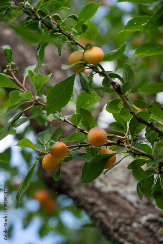 Les mirabelles de Lorraine , gros plan sur les fruits bien mûrs entre les feuilles dans un arbre, mirabelle est une espèce de prune bien jaune spécifique à la région , un produit du terroir.