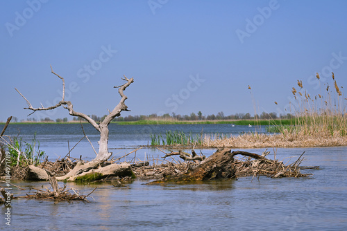 Old snags in the backwater of the Volga River