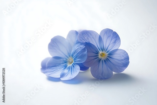 Forget Me Not Flower isolated on white background, close up photo