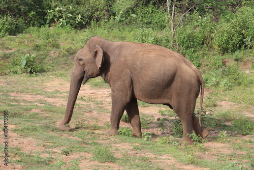 Asian Elephants 