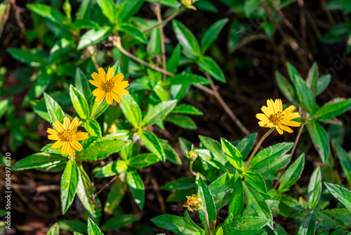 The flower (Sphagneticola trilobata, Wedelia trilobata), commonly known as Widelia or trilobata flower, has beautiful yellow flowers and bright green leaves. This photo was taken in Myanmar. photo