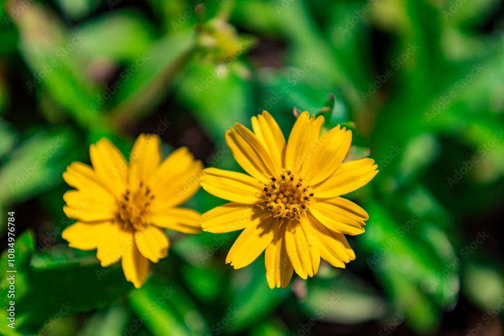 The flower (Sphagneticola trilobata, Wedelia trilobata), commonly known as Widelia or trilobata flower, has beautiful yellow flowers and bright green leaves. This photo was taken in Myanmar. The flower (Sphagneticola trilobata, Wedelia trilobata), commonly known as Widelia or trilobata flower, has beautiful yellow flowers and bright green leaves. This photo was taken in Myanmar.
