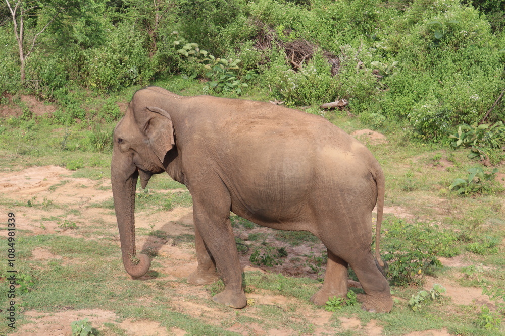 Fototapeta premium Asian Elephants 