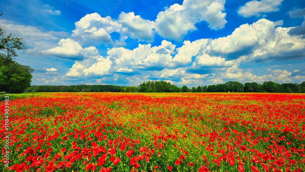 Mohn - Ecology - Beautiful summer day. Red poppy field. - Flowers Red poppies blossom on wild field. - Sunrise - Sunset - High quality photo Mohn - Ecology - Beautiful summer day. Red poppy field. - Flowers Red poppies blossom on wild field. - Sunrise - Sunset - High quality photo