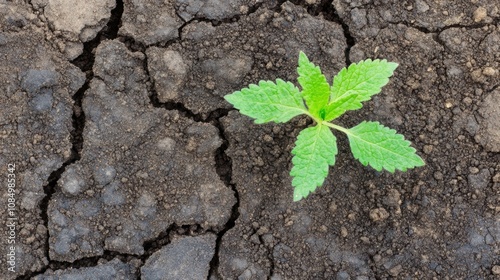 A young plant sprouts from cracked, dry soil, demonstrating its resilience and determination to grow despite challenging conditions
