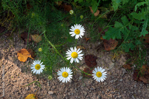 Fotografía Flowers of the Tripleurospermum inodorum, common names scentless false mayweed o