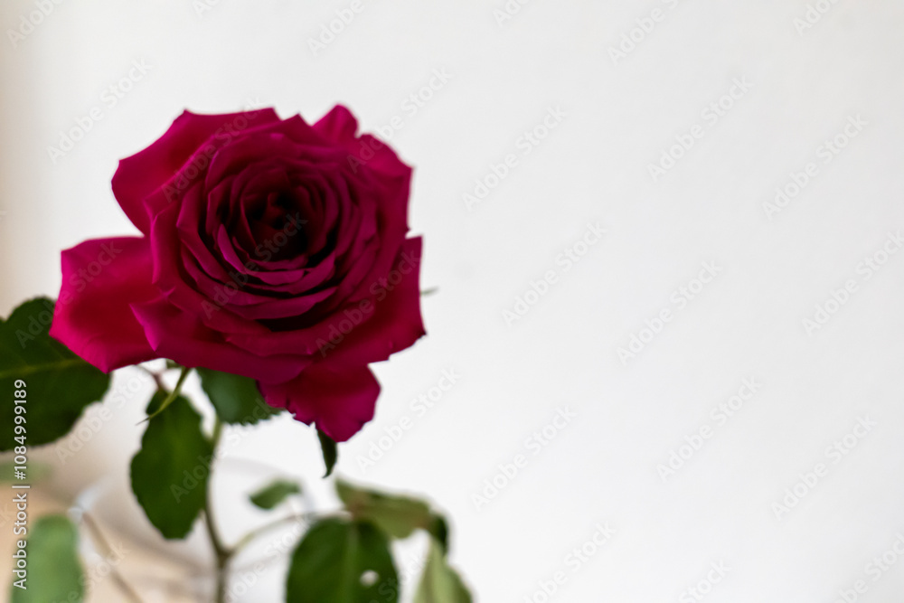 red rose isolated on white background red rose isolated on white background