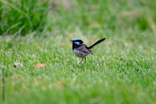 Superb fairywren bird, Malurus cyaneus, male blue breeding plumage, green grass ground, isolated single close closeup detail, color colour, native Australian wren photo