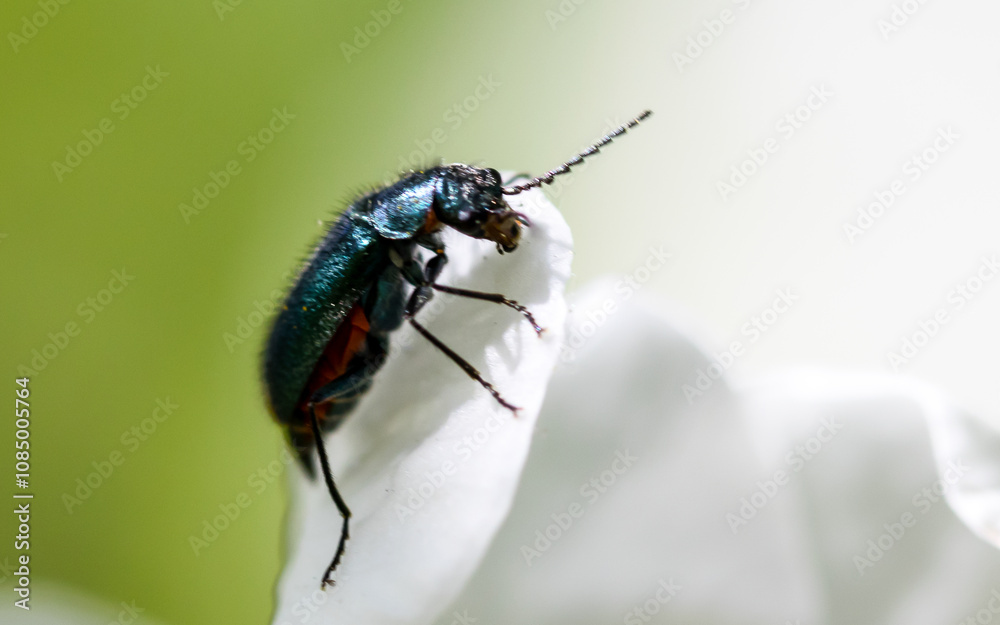 dark beetle on a white flower close-up dark beetle on a white flower close-up