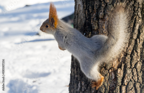 squirrel in the woods in winter