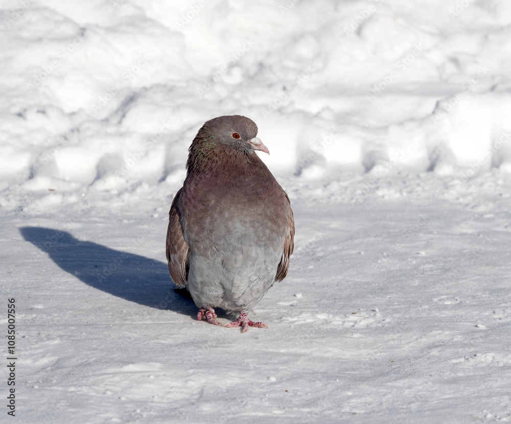wild dove in the snow on the nature wild dove in the snow on the nature