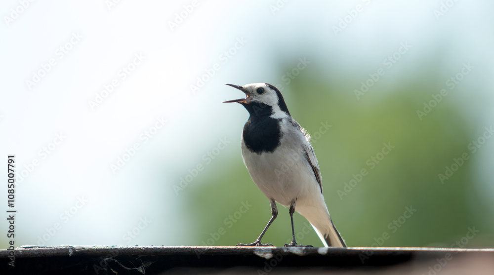 wagtail bird close up on blurred background wagtail bird close up on blurred background