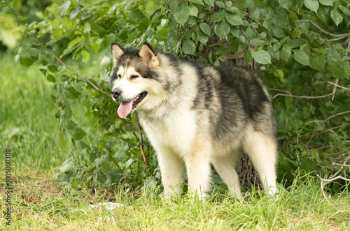 siberian husky dog, summer