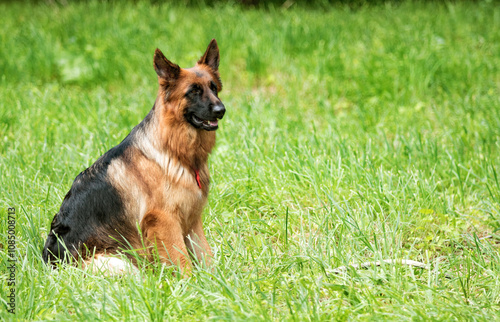 German Shepherd on a green grass