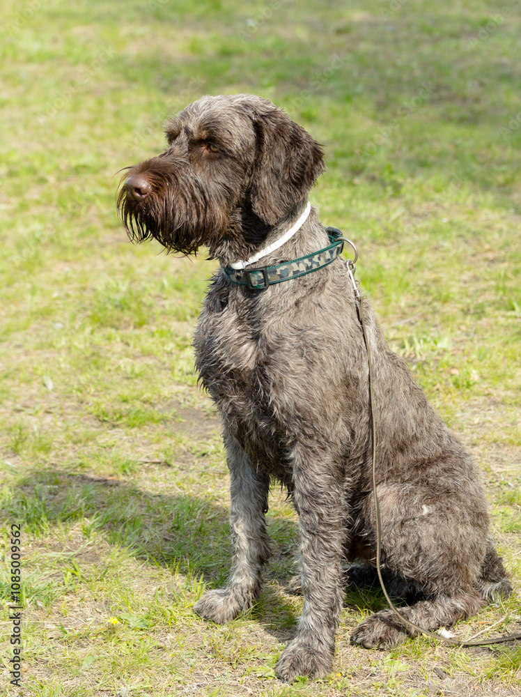 hunting dog on the nature of the spring hunting dog on the nature of the spring