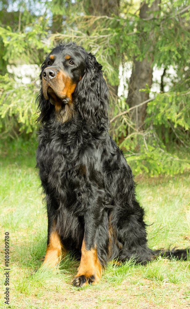 hunting dog on the nature of the spring hunting dog on the nature of the spring