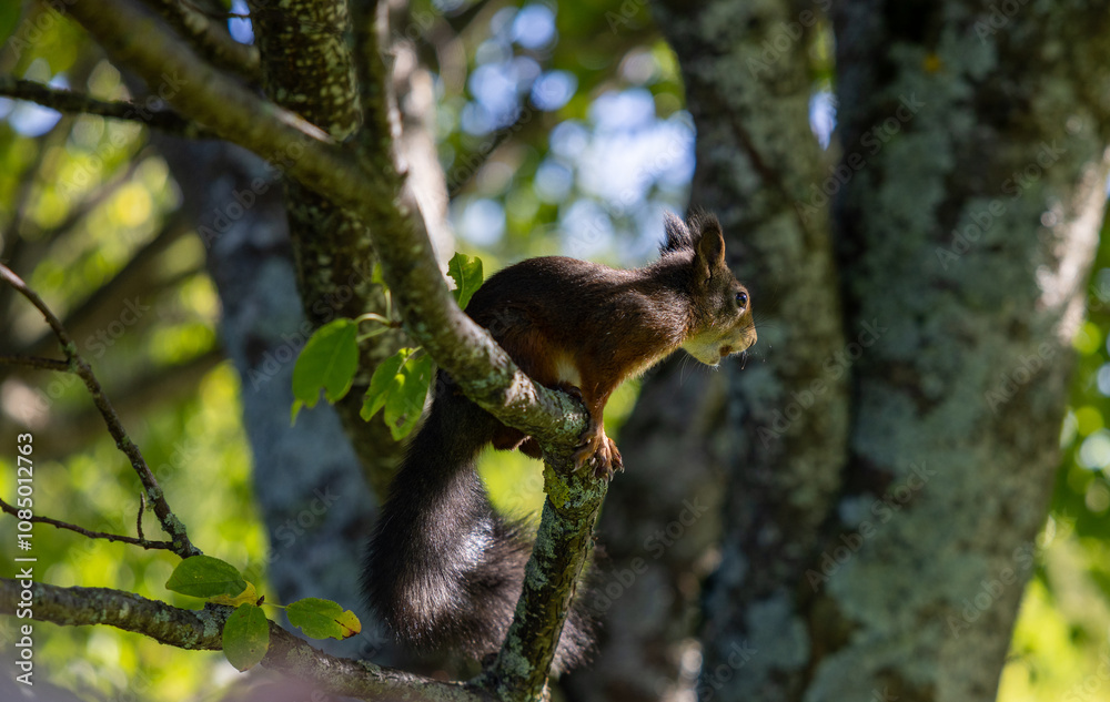 Obraz premium squirrel on tree