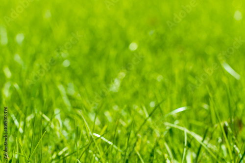 green grass out of focus with a blurred background