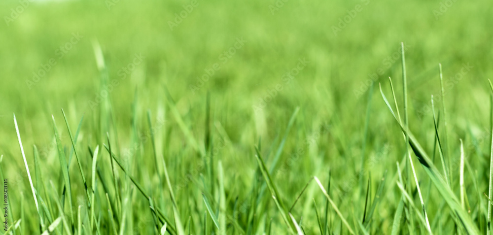 green grass out of focus with a blurred background green grass out of focus with a blurred background