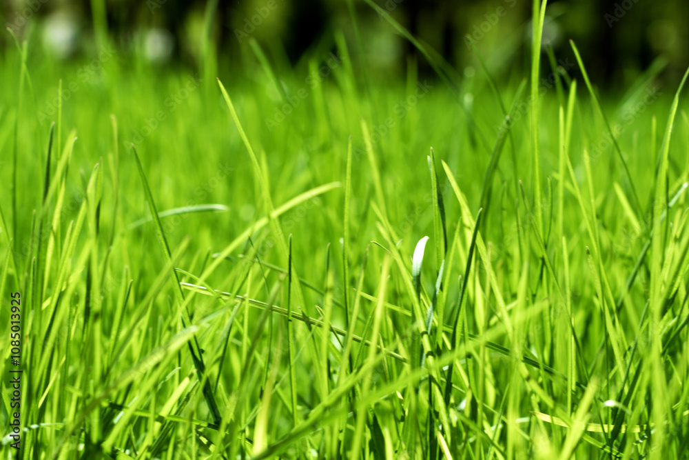 green grass out of focus with a blurred background green grass out of focus with a blurred background