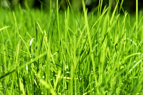 green grass out of focus with a blurred background