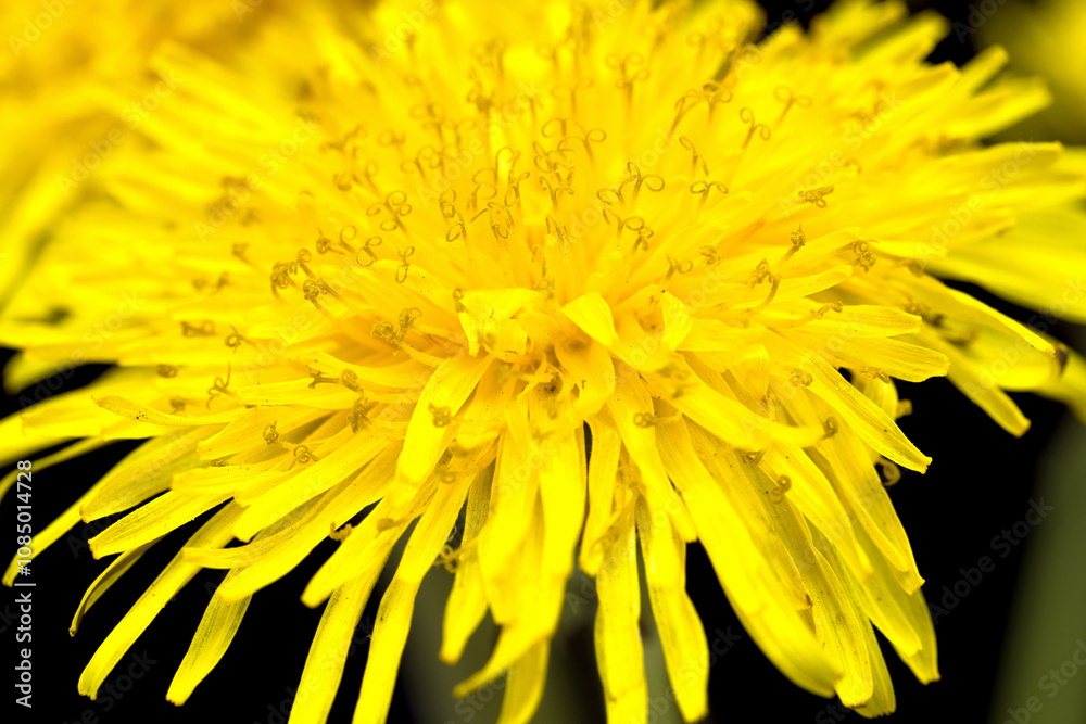 yellow dandelion on a black background
